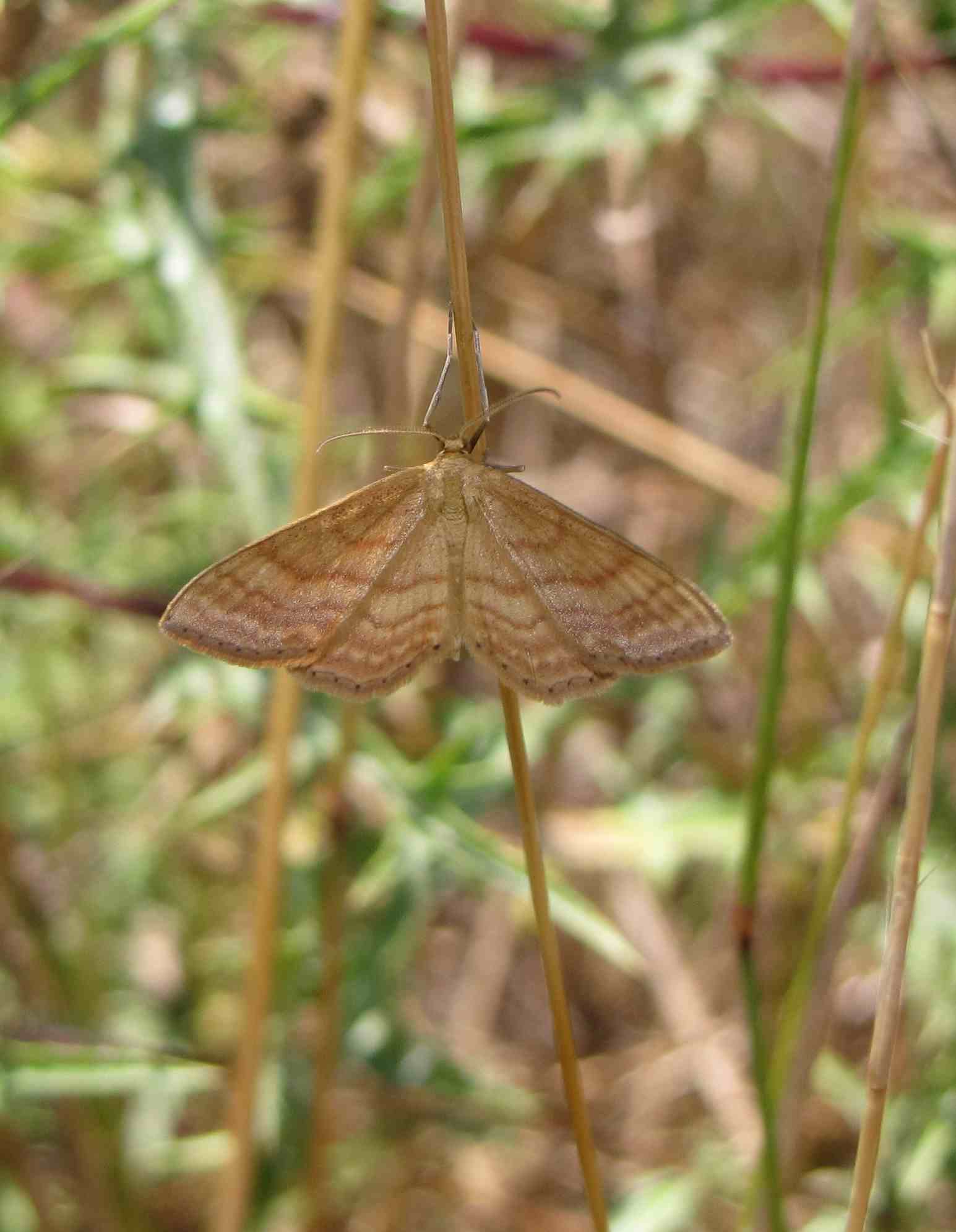 falena romana : Idaea ochrata